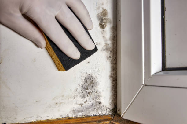 Trusted Bluefield, WV Mold Removal Experts
